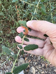Ceanothus oliganthus