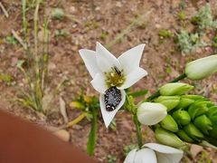 Oxythyrea marginalis