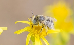 Anthophora bimaculata