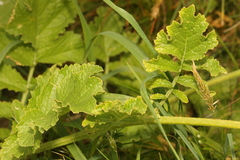 Raphanus raphanistrum landra