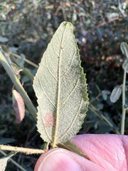 Ceanothus oliganthus