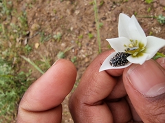 Oxythyrea marginalis