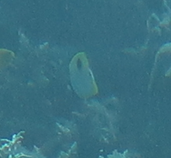 Chaetodon unimaculatus