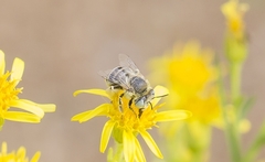 Anthophora bimaculata