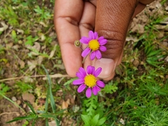 Senecio arenarius