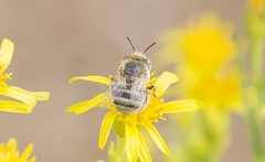 Anthophora bimaculata