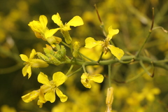 Raphanus raphanistrum landra