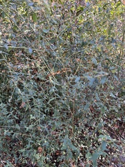 Ceanothus oliganthus
