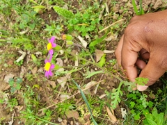 Senecio arenarius