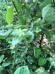 Sida cordifolia