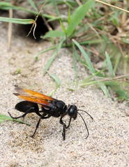 Sphex praedator