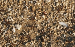 Pogonomyrmex rugosus