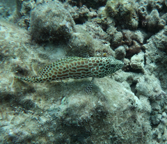Epinephelus