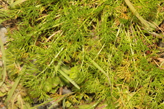 Tripleurospermum maritimum