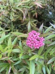 Arachnothryx leucophylla