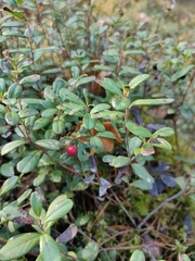 Vaccinium vitis-idaea