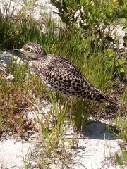 Burhinus capensis capensis