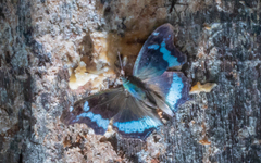 Kaniska canace