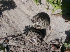 Burhinus capensis