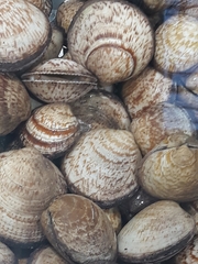 Glycymeris glycymeris