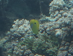 Chaetodon plebeius