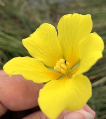 Ludwigia peploides peploides