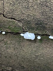 Tremella fuciformis