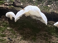 Tremella fuciformis