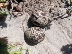 Burhinus capensis