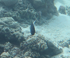 Acanthochromis polyacanthus