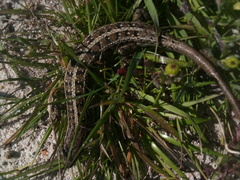 Trachylepis capensis