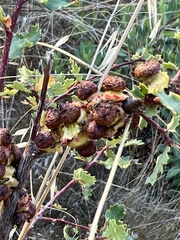 Disholcaspis prehensa