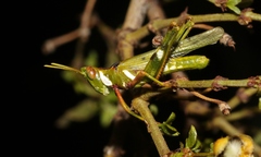 Bootettix argentatus