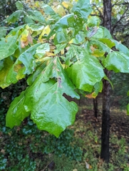 Quercus bicolor