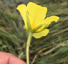 Ludwigia peploides peploides