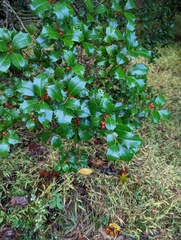 Ilex opaca