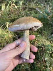 Leccinum