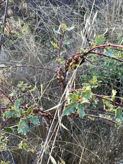 Disholcaspis prehensa