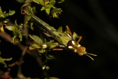 Bootettix argentatus