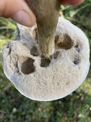 Leccinum