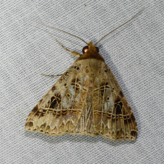 Deinopa signiplena