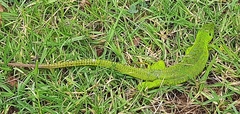 Lacerta trilineata