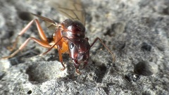 Camponotus nylanderi