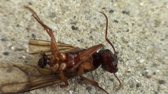 Camponotus nylanderi