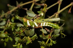 Bootettix argentatus