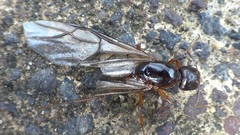Camponotus nylanderi
