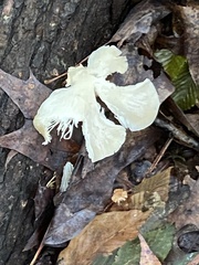 Pleurotus pulmonarius