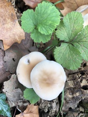 Cyclocybe aegerita