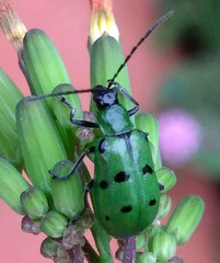 Diabrotica decempunctata