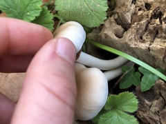 Cyclocybe aegerita